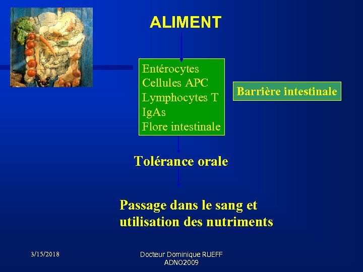 ALIMENT Entérocytes Cellules APC Lymphocytes T Ig. As Flore intestinale Barrière intestinale Tolérance orale