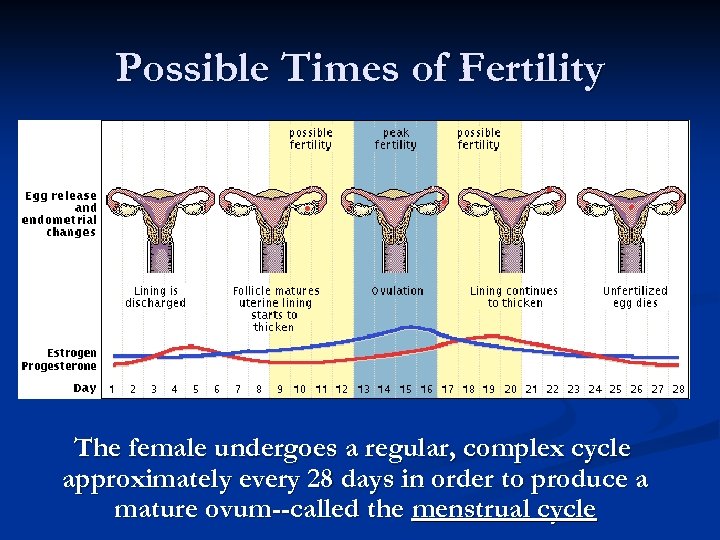 Possible Times of Fertility The female undergoes a regular, complex cycle approximately every 28