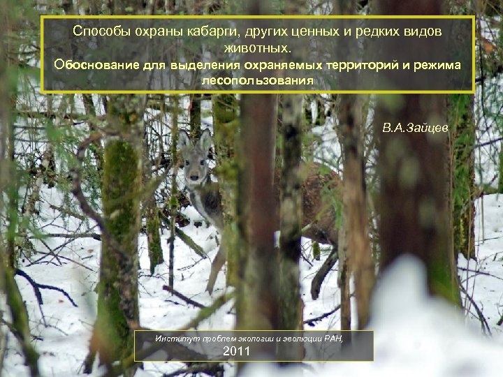 Способы охраны кабарги, других ценных и редких видов животных. Обоснование для выделения охраняемых территорий