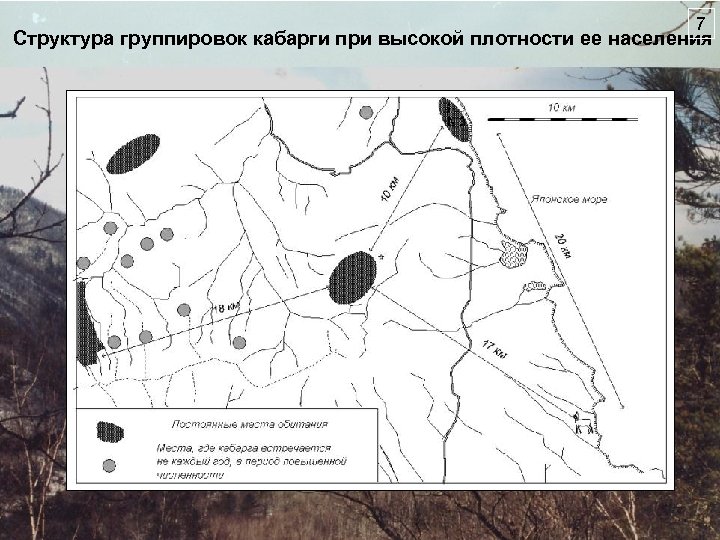 7 Структура группировок кабарги при высокой плотности ее населения 