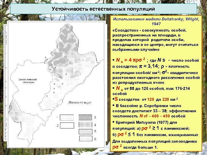 Устойчивость естественных популяций Использование модели Dobzhanky, Wright, 1947 «Соседство» - совокупность особей, а) Общая