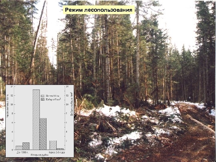 Режим лесопользования 
