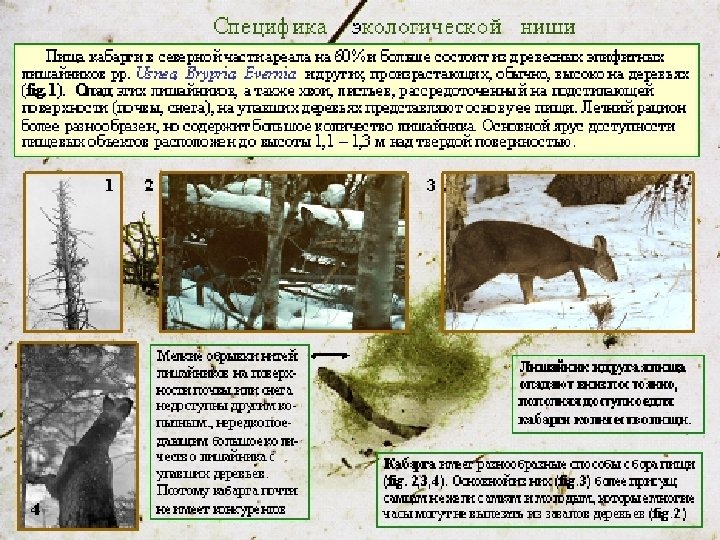 Специфика экологической ниши Пища кабарги в северной части ареала на 60% и больше состоит