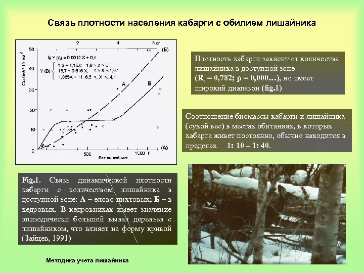 Связь плотности населения кабарги с обилием лишайника Плотность кабарги зависит от количества лишайника в