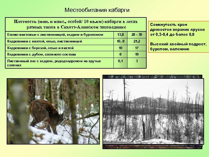 Местообитания кабарги Плотность (мин. и макс. , особей/ 10 кв. км) кабарги в лесах