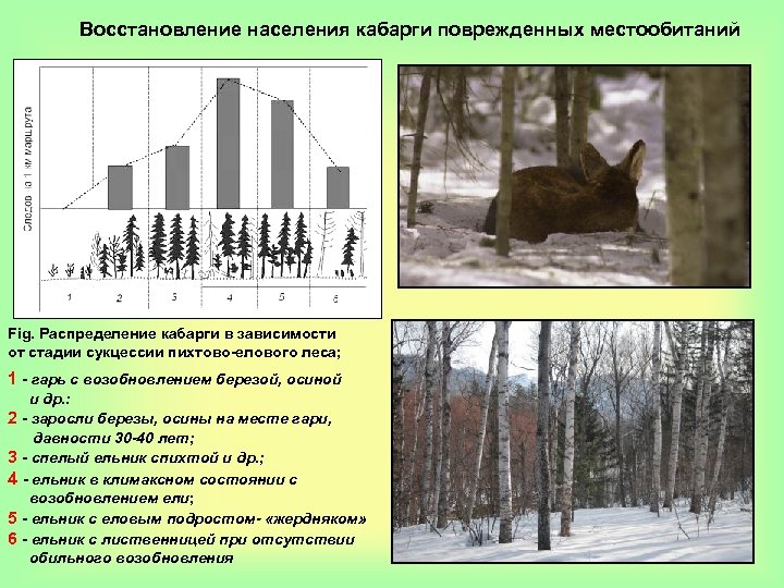 Восстановление населения кабарги поврежденных местообитаний Fig. Распределение кабарги в зависимости от стадии сукцессии пихтово-елового