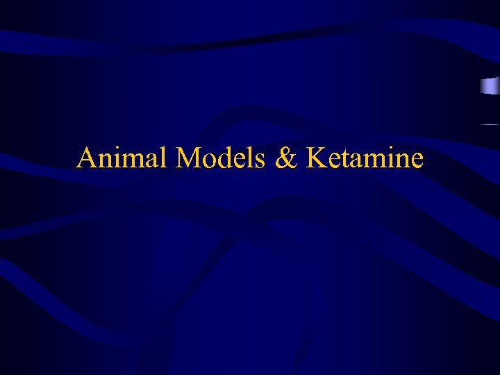 Animal Models & Ketamine 