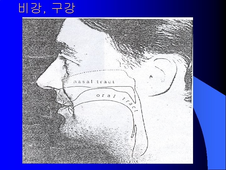 비강, 구강 
