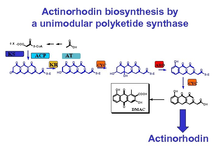 Actinorhodin biosynthesis by a unimodular polyketide synthase O 8 X -OOC S-Co. A KS