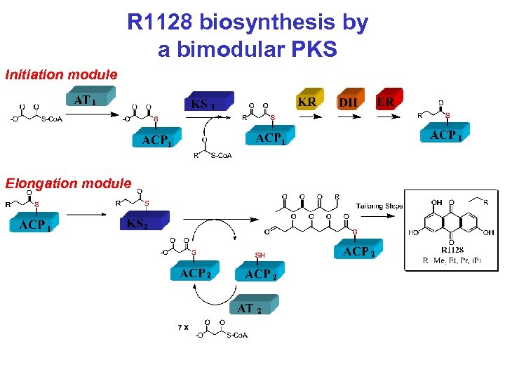 R 1128 biosynthesis by a bimodular PKS Initiation module 1 1 1 Elongation module