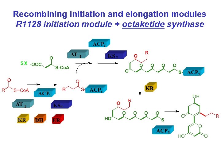 Recombining initiation and elongation modules R 1128 initiation module + octaketide synthase 2 1