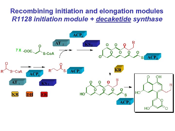Recombining initiation and elongation modules R 1128 initiation module + decaketide synthase KR DH