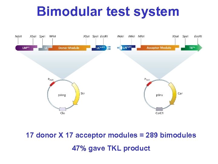 Bimodular test system 17 donor X 17 acceptor modules = 289 bimodules 47% gave