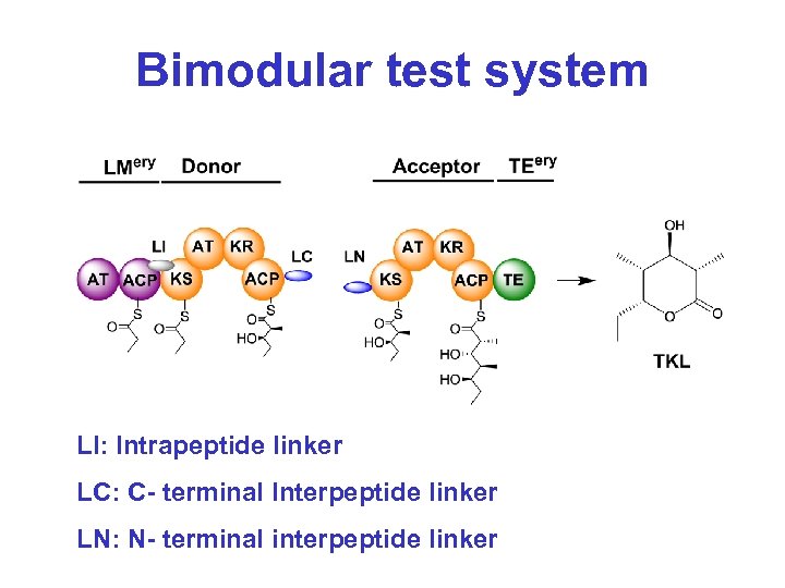 Bimodular test system LI: Intrapeptide linker LC: C- terminal Interpeptide linker LN: N- terminal