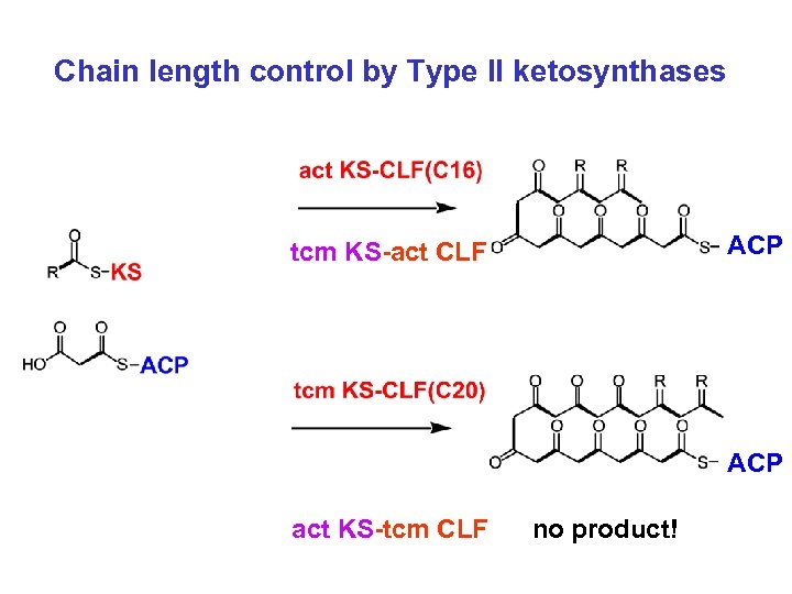 Chain length control by Type II ketosynthases ACP tcm KS-act CLF ACP act KS-tcm