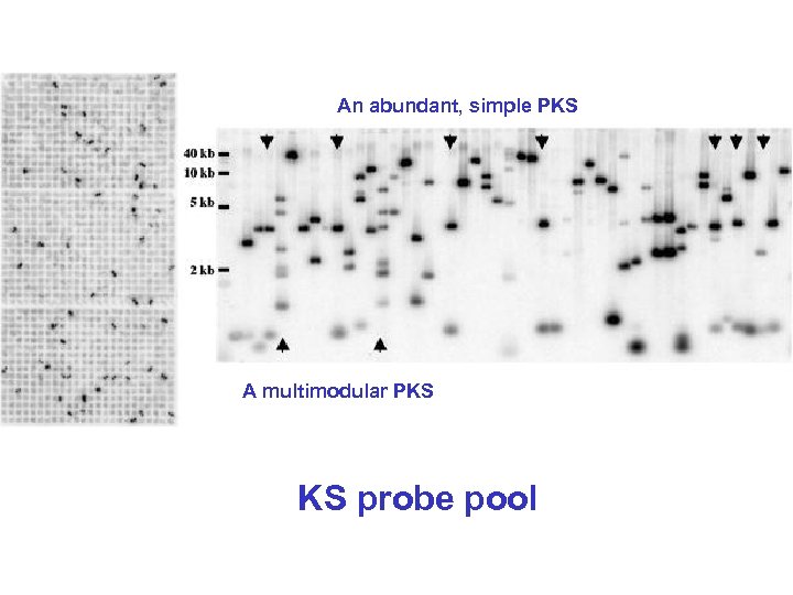 An abundant, simple PKS A multimodular PKS KS probe pool 