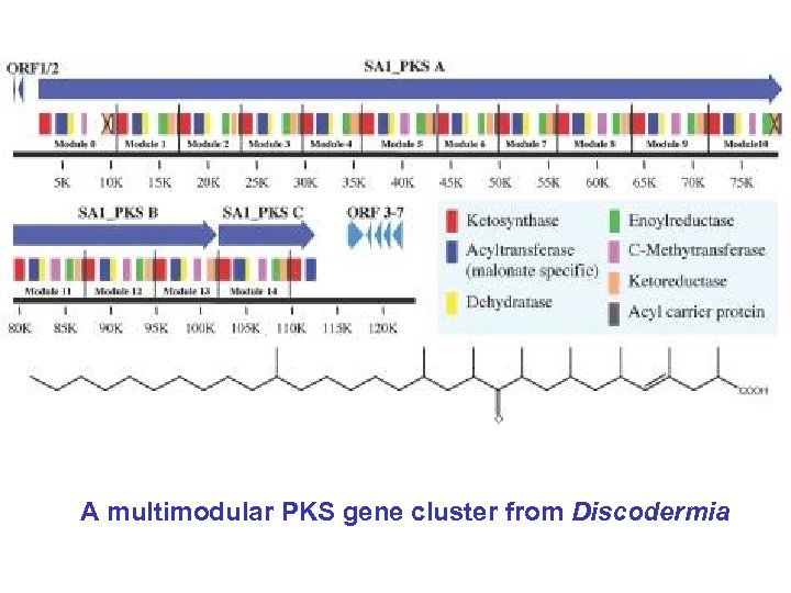 A multimodular PKS gene cluster from Discodermia 
