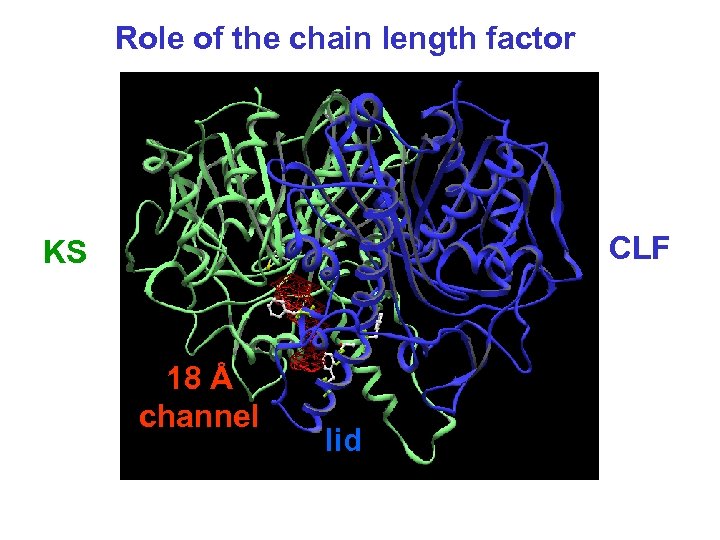 Role of the chain length factor CLF KS 18 Å channel lid 