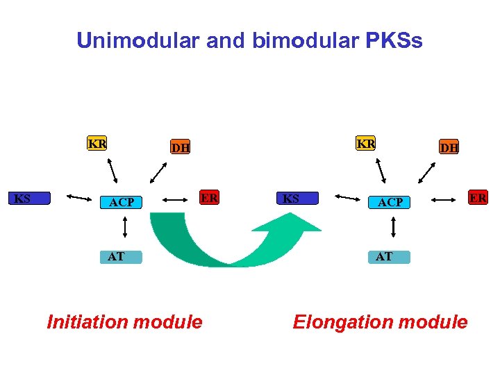 Unimodular and bimodular PKSs KR KS KR DH ACP ER AT Initiation module KS