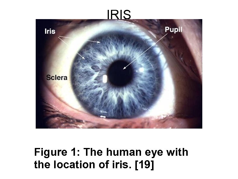 IRIS Figure 1: The human eye with the location of iris. [19] 
