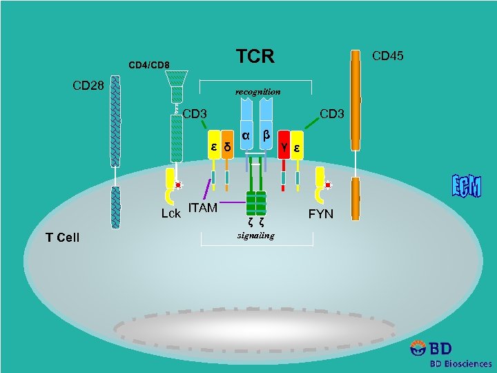 TCR CD 4/CD 8 CD 28 CD 45 recognition CD 3 ε δ Lck