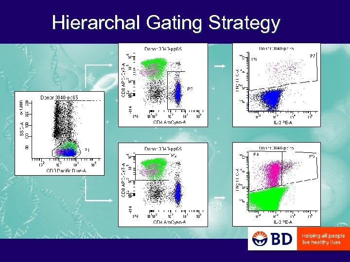 Hierarchal Gating Strategy 