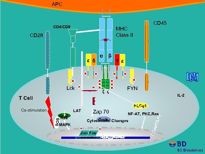 APC CD 4/CD 8 CD 45 MHC Class II CD 28 ε δ Lck