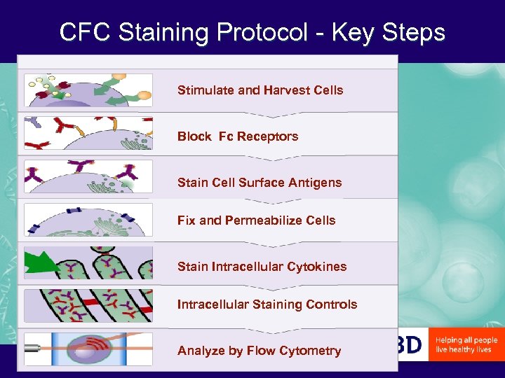 CFC Staining Protocol - Key Steps Stimulate and Harvest Cells Block Fc Receptors Stain