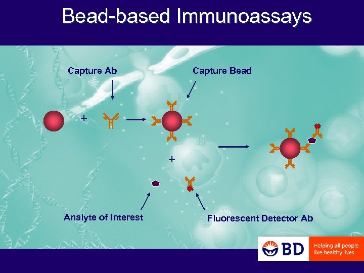 Bead-based Immunoassays Capture Ab Capture Bead + + Analyte of Interest Fluorescent Detector Ab