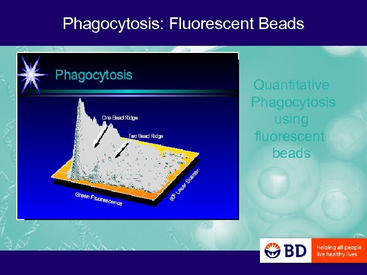 Phagocytosis: Fluorescent Beads Quantitative Phagocytosis using fluorescent beads 