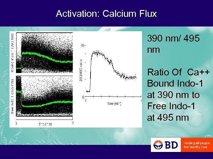 Activation: Calcium Flux 390 nm/ 495 nm Ratio Of Ca++ Bound Indo-1 at 390