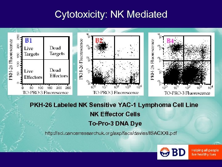 Cytotoxicity: NK Mediated PKH-26 Labeled NK Sensitive YAC-1 Lymphoma Cell Line NK Effector Cells