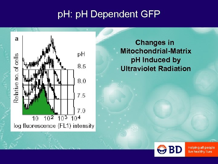 p. H: p. H Dependent GFP Changes in Mitochondrial-Matrix p. H Induced by Ultraviolet