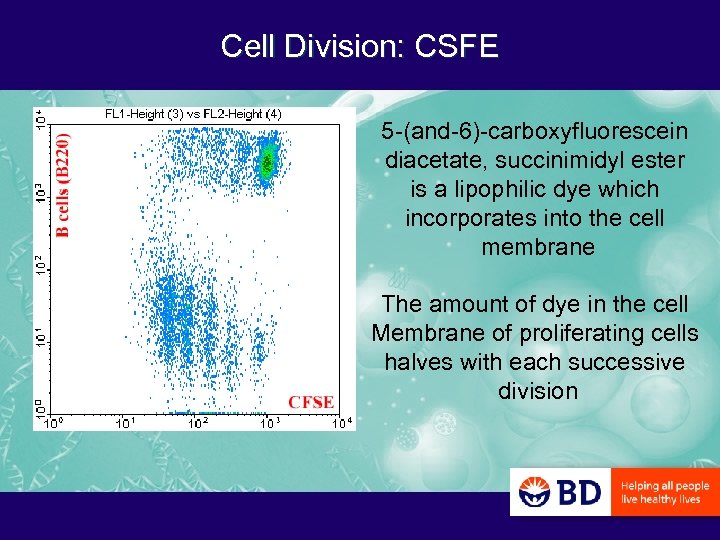 Cell Division: CSFE 5 -(and-6)-carboxyfluorescein diacetate, succinimidyl ester is a lipophilic dye which incorporates