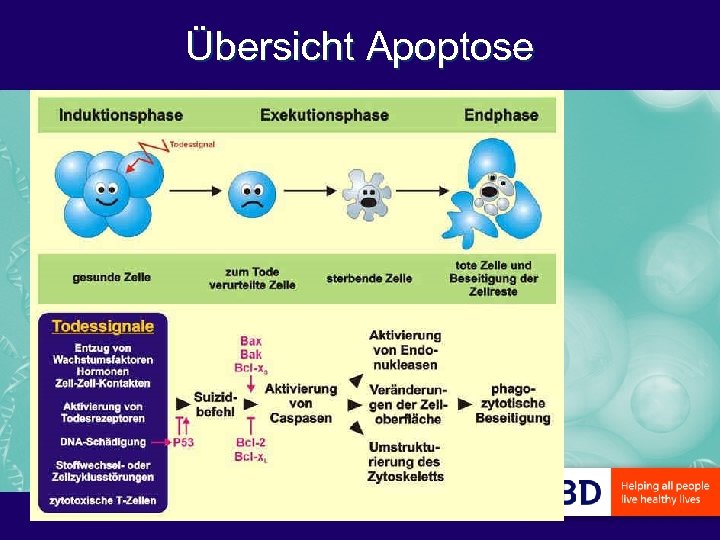 Übersicht Apoptose 