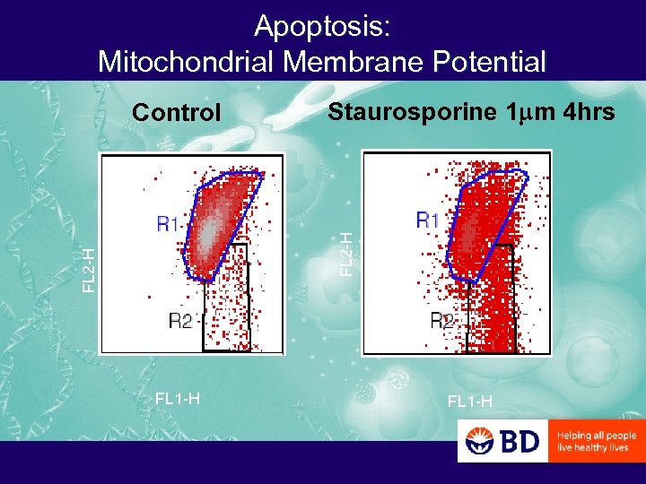 Apoptosis: Mitochondrial Membrane Potential Staurosporine 1 mm 4 hrs FL 2 -H Control FL