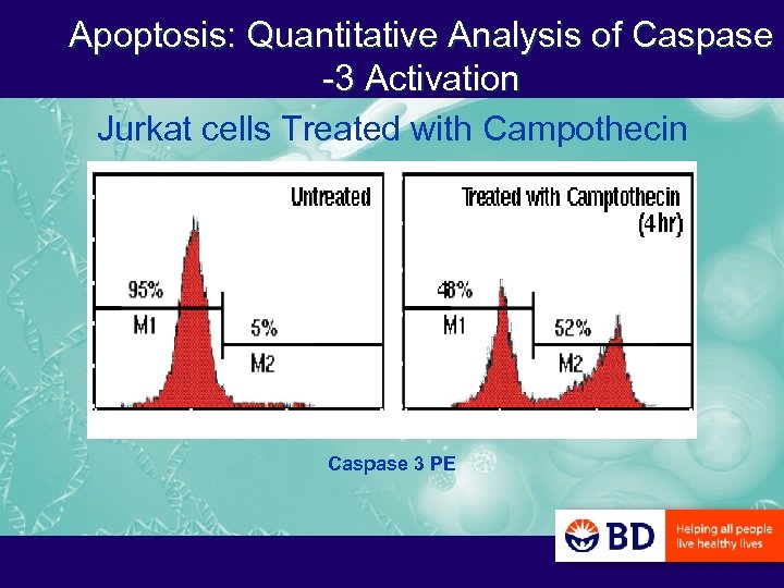 Apoptosis: Quantitative Analysis of Caspase -3 Activation Jurkat cells Treated with Campothecin Caspase 3