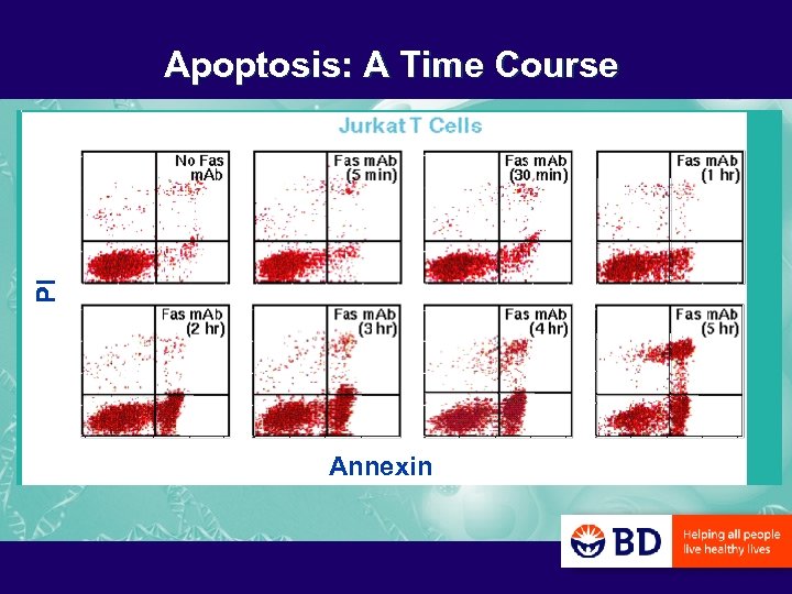 PI Apoptosis: A Time Course Annexin 