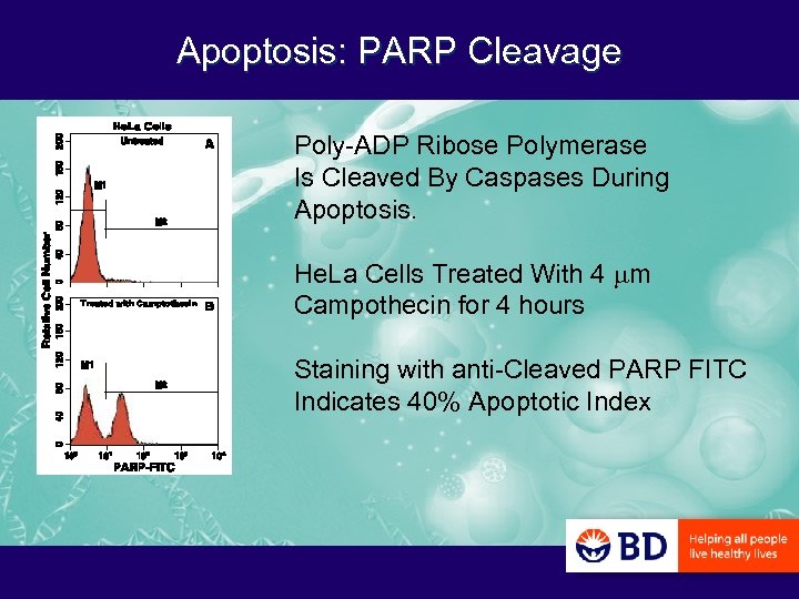 Apoptosis: PARP Cleavage Poly-ADP Ribose Polymerase Is Cleaved By Caspases During Apoptosis. He. La