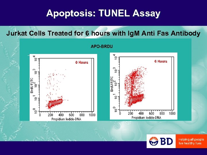 Apoptosis: TUNEL Assay Jurkat Cells Treated for 6 hours with Ig. M Anti Fas