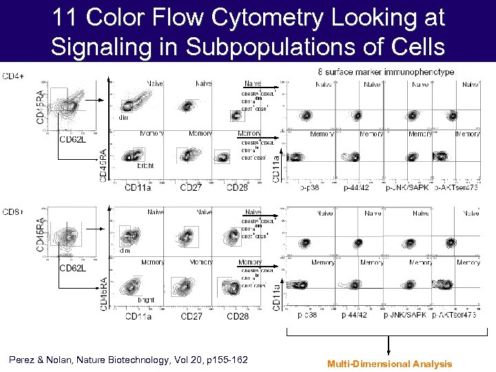 11 Color Flow Cytometry Looking at Signaling in Subpopulations of Cells Perez & Nolan,