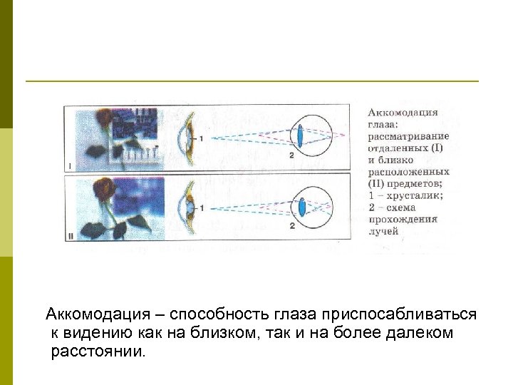 Аккомодация – способность глаза приспосабливаться к видению как на близком, так и на более
