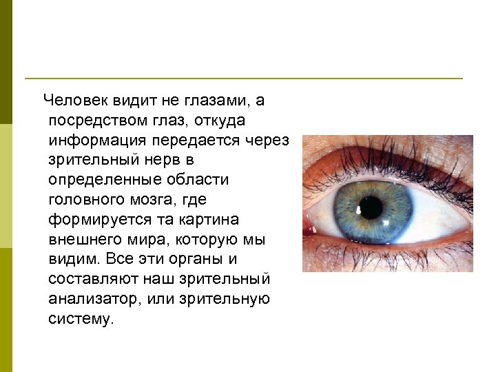 Человек видит не глазами, а посредством глаз, откуда информация передается через зрительный нерв в