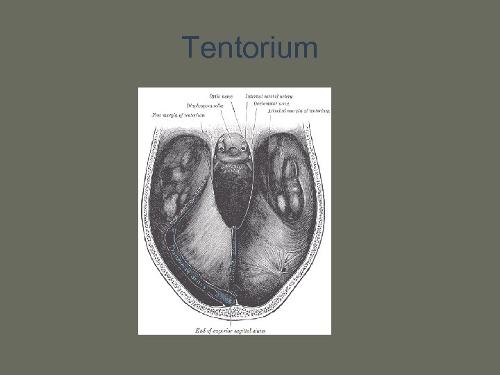 Tentorium 