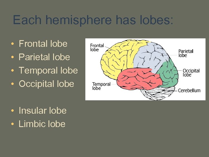 Each hemisphere has lobes: • • Frontal lobe Parietal lobe Temporal lobe Occipital lobe