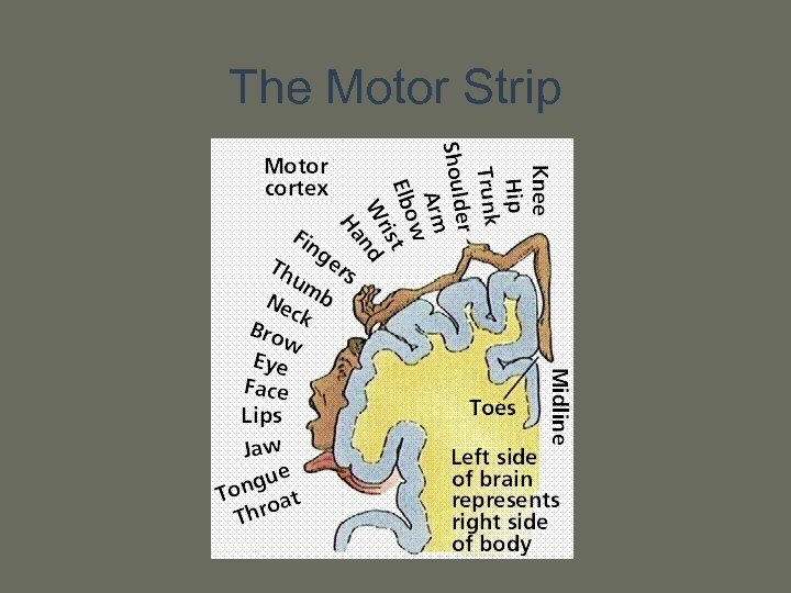 The Motor Strip 