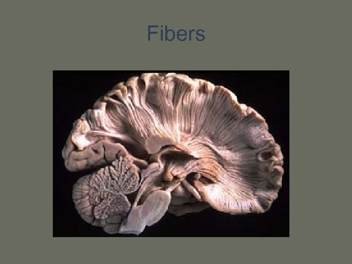 Fibers 