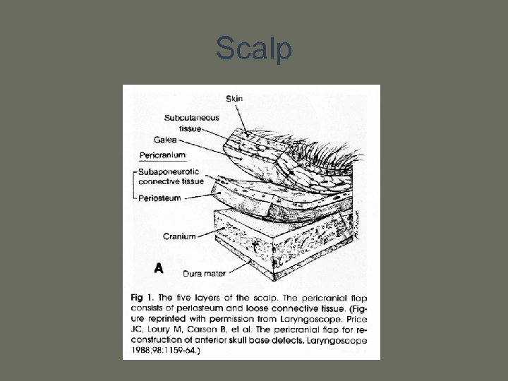 Scalp 