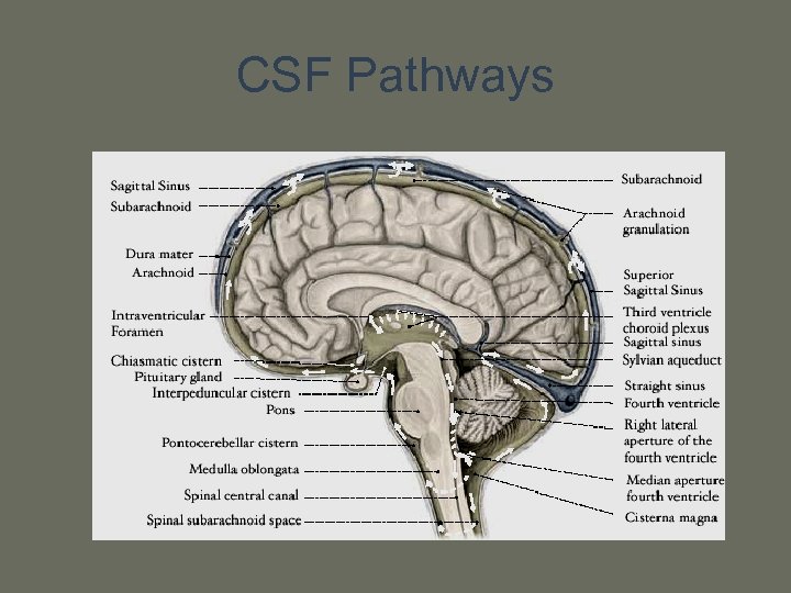 CSF Pathways 