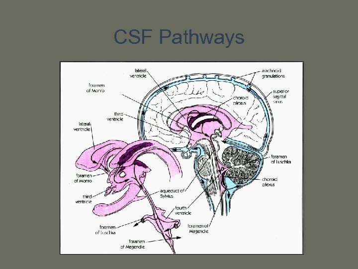 CSF Pathways 